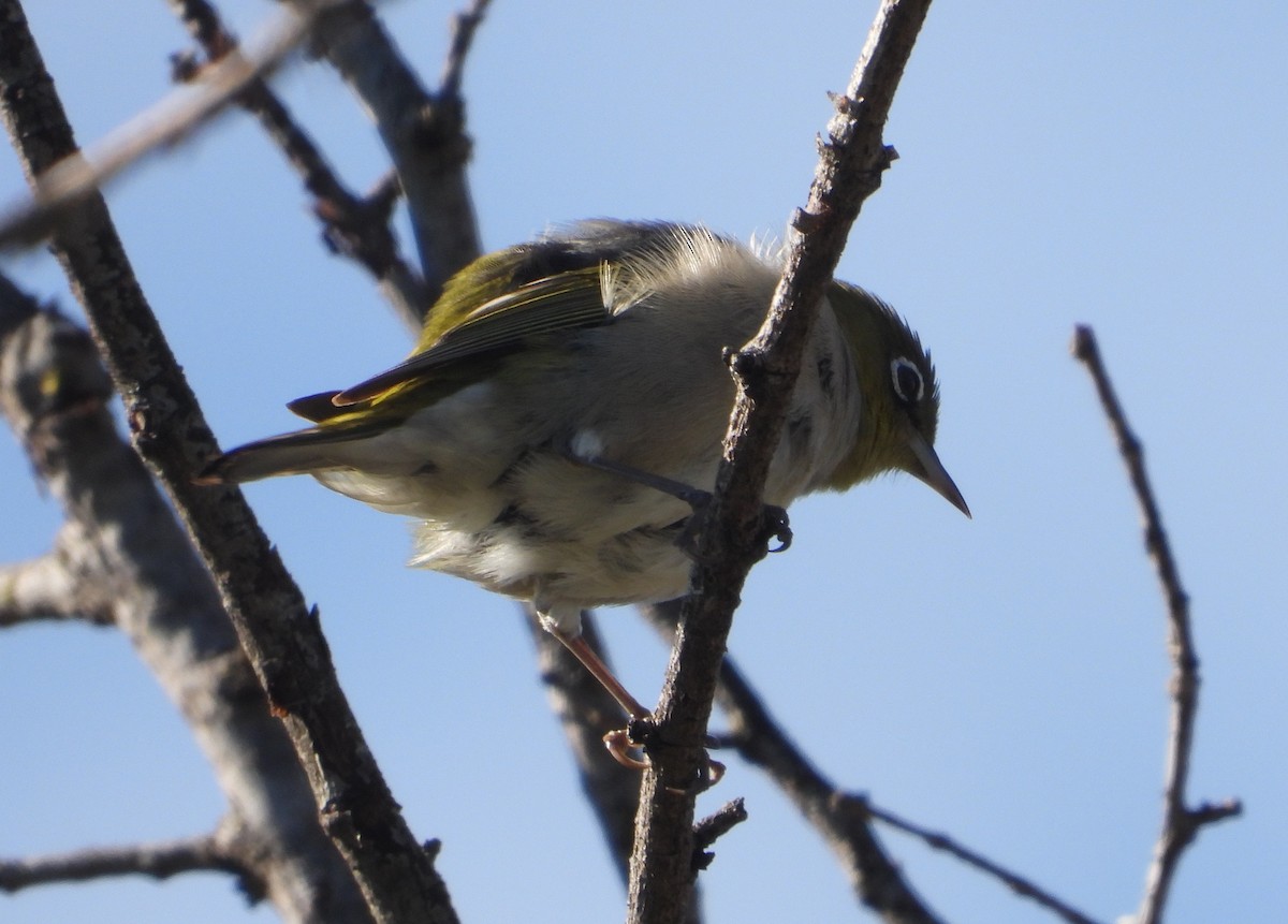 Silvereye - ML646091075