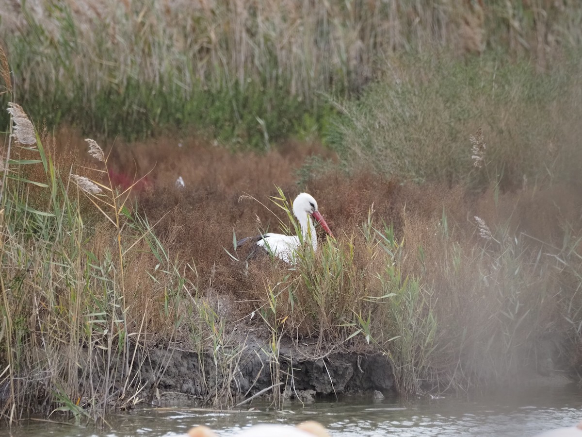 White Stork - ML646091077