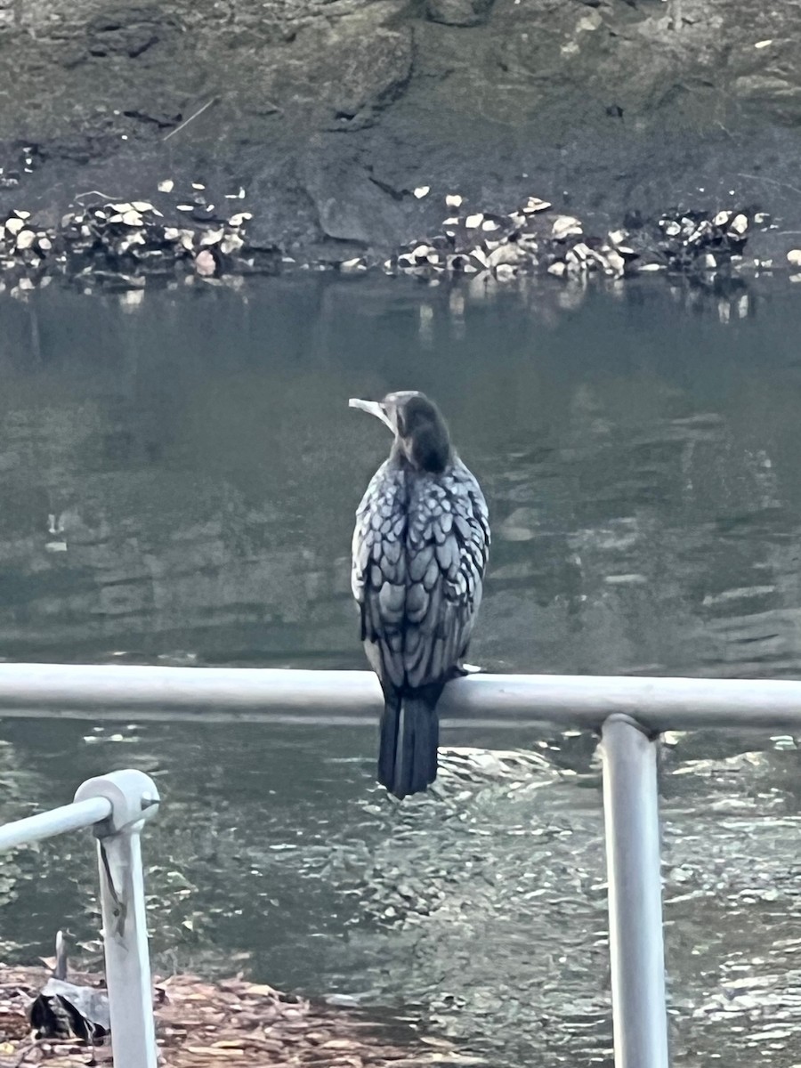 Little Black Cormorant - ML646091079