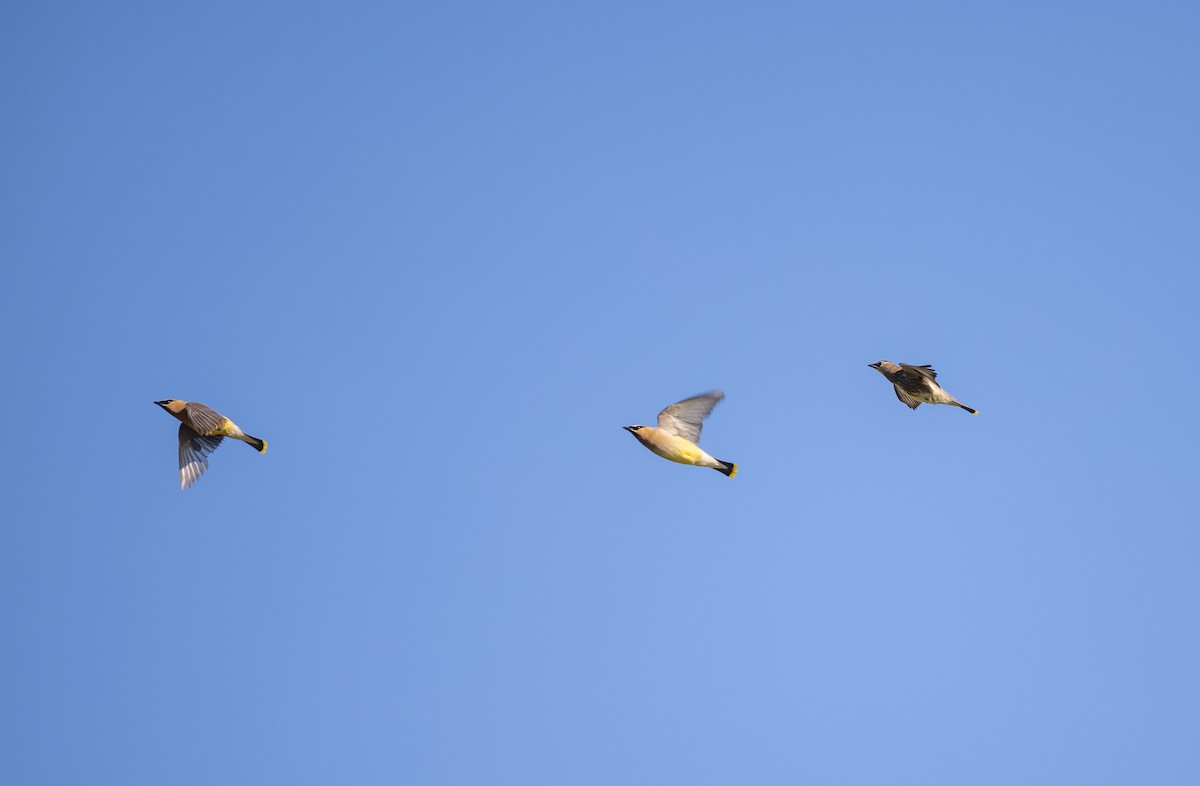 Cedar Waxwing - ML646091084