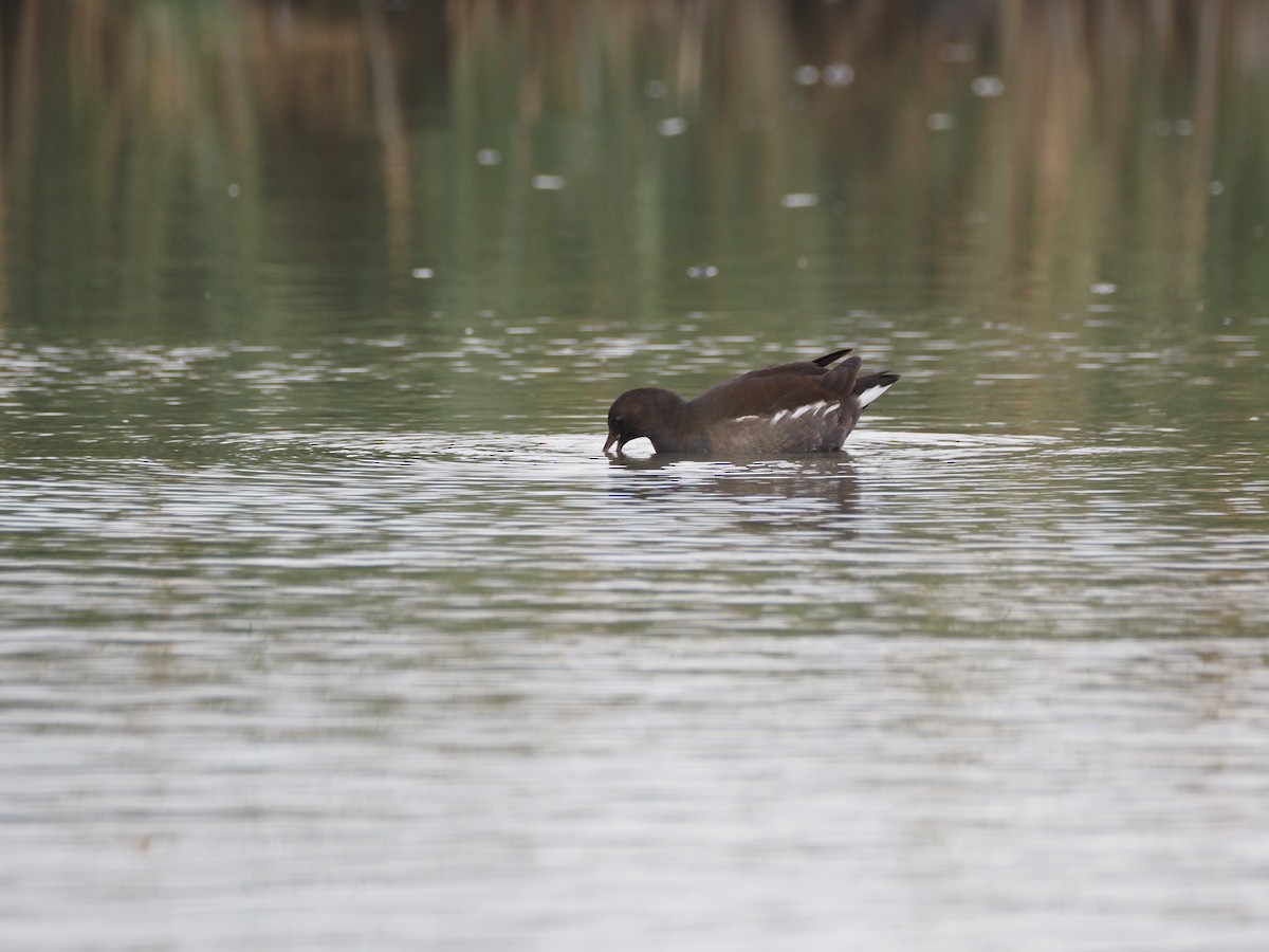 Eurasian Moorhen - ML646091085