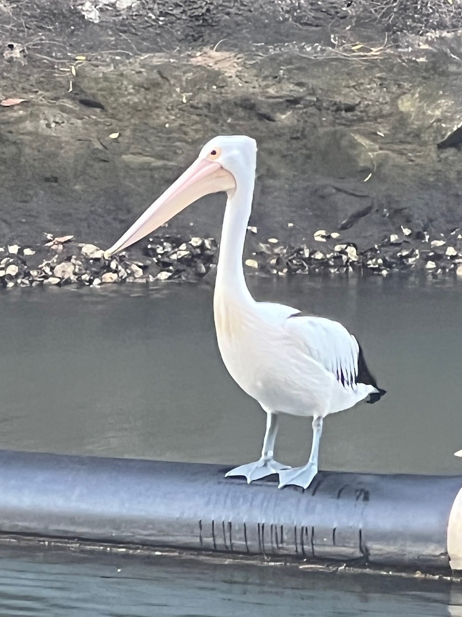 Australian Pelican - ML646091087