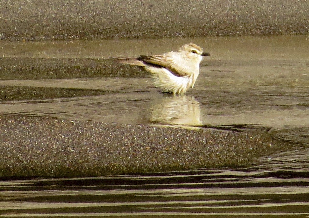 Drab Water Tyrant - ML646091092