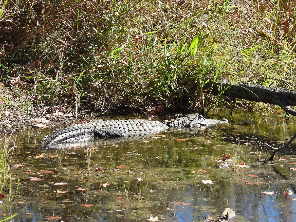 美國短吻鱷 - ML646091093