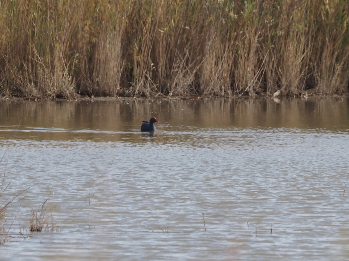 Western Swamphen - ML646091095