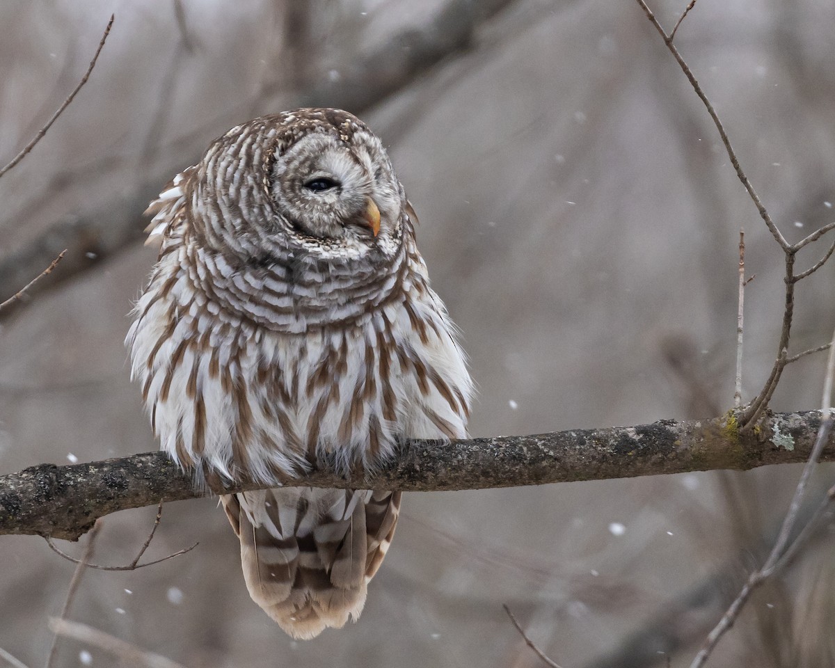 Barred Owl - ML646091096
