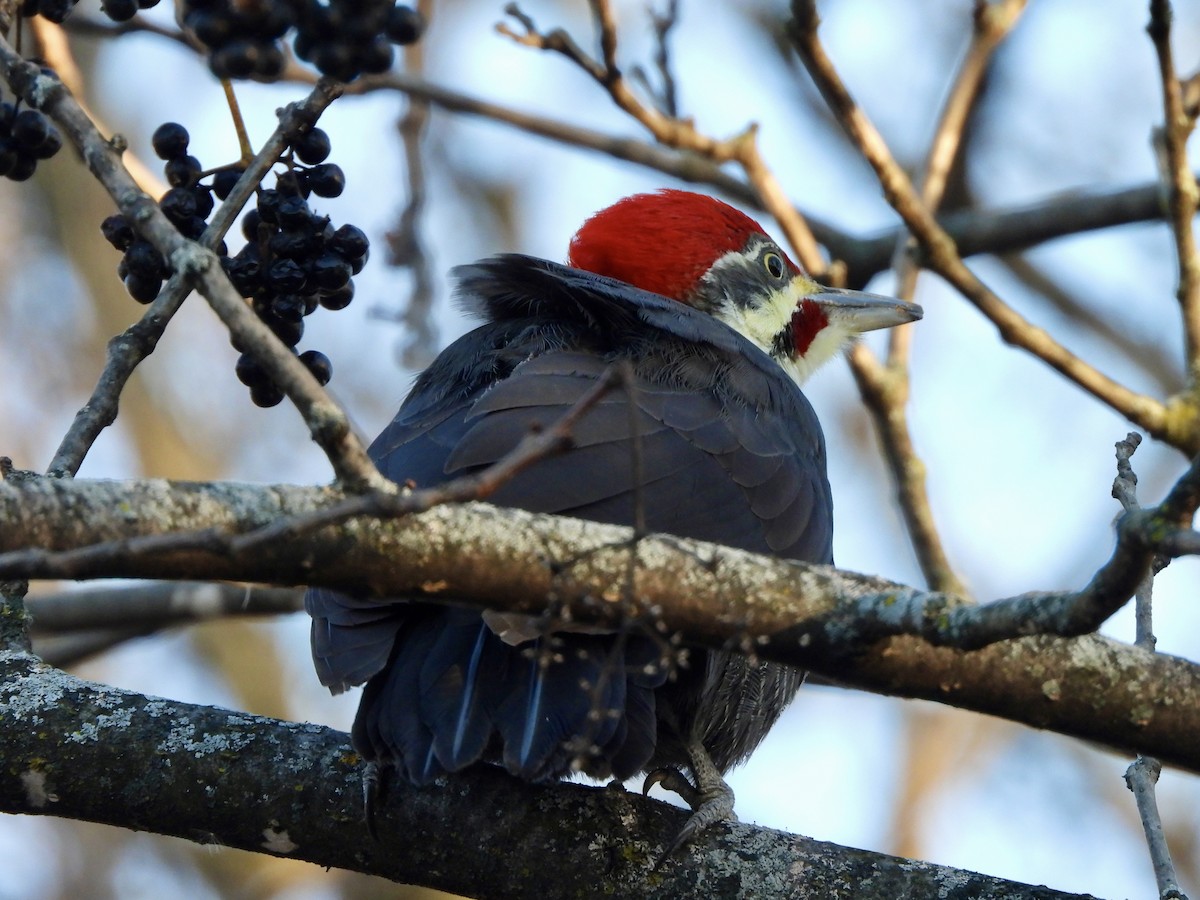Pileated Woodpecker - ML646091097