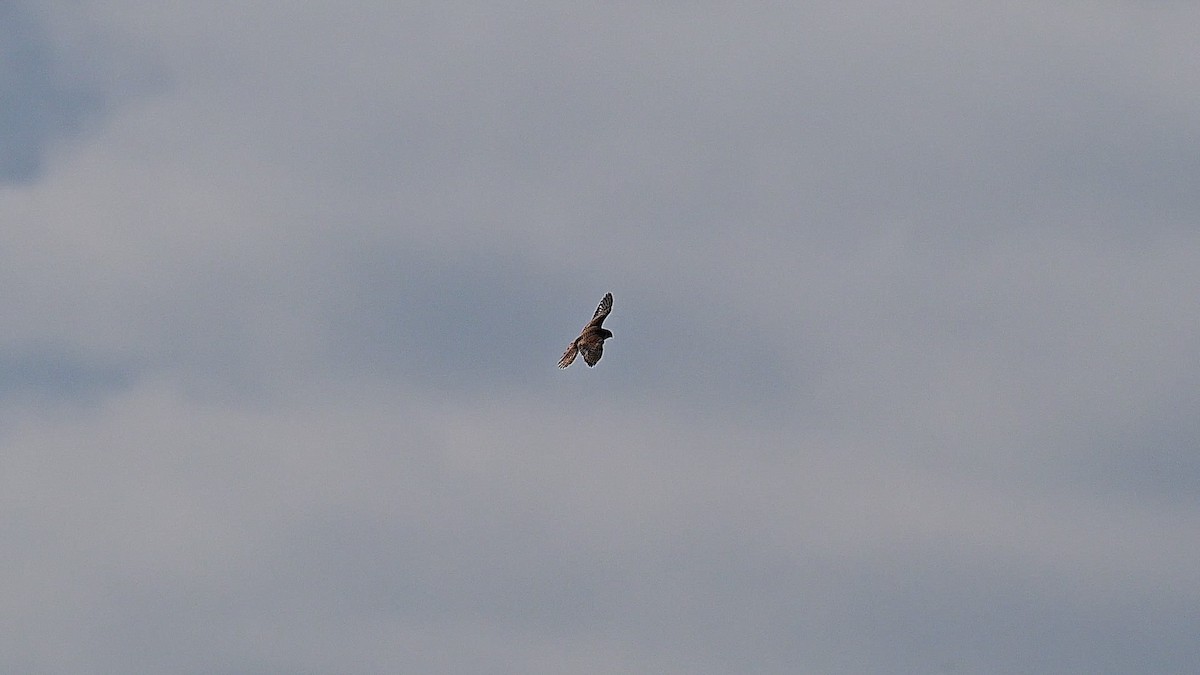 Crécerelle d'Amérique - ML646091103