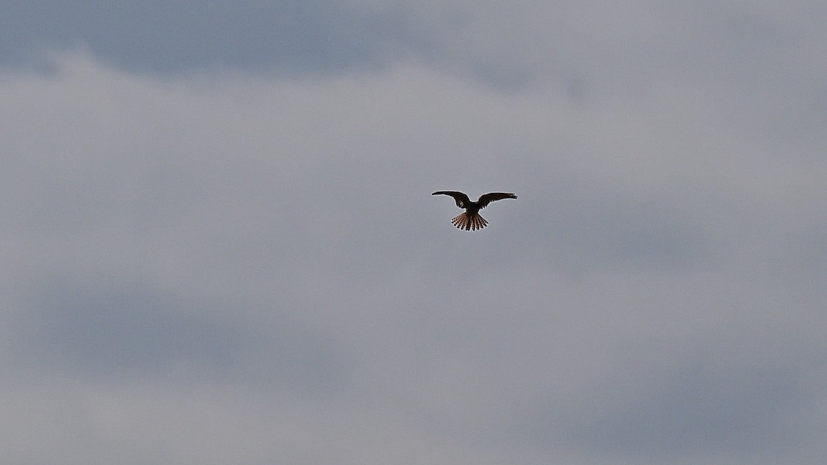 Crécerelle d'Amérique - ML646091104