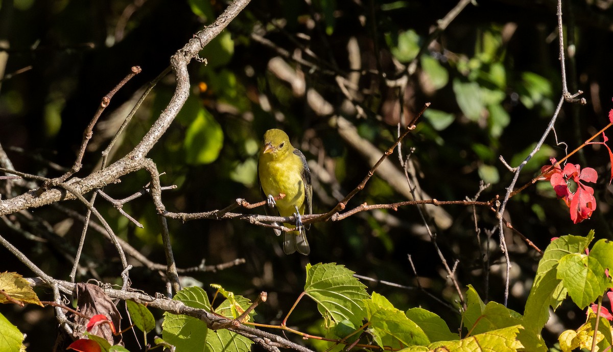 Scarlet Tanager - ML646091105