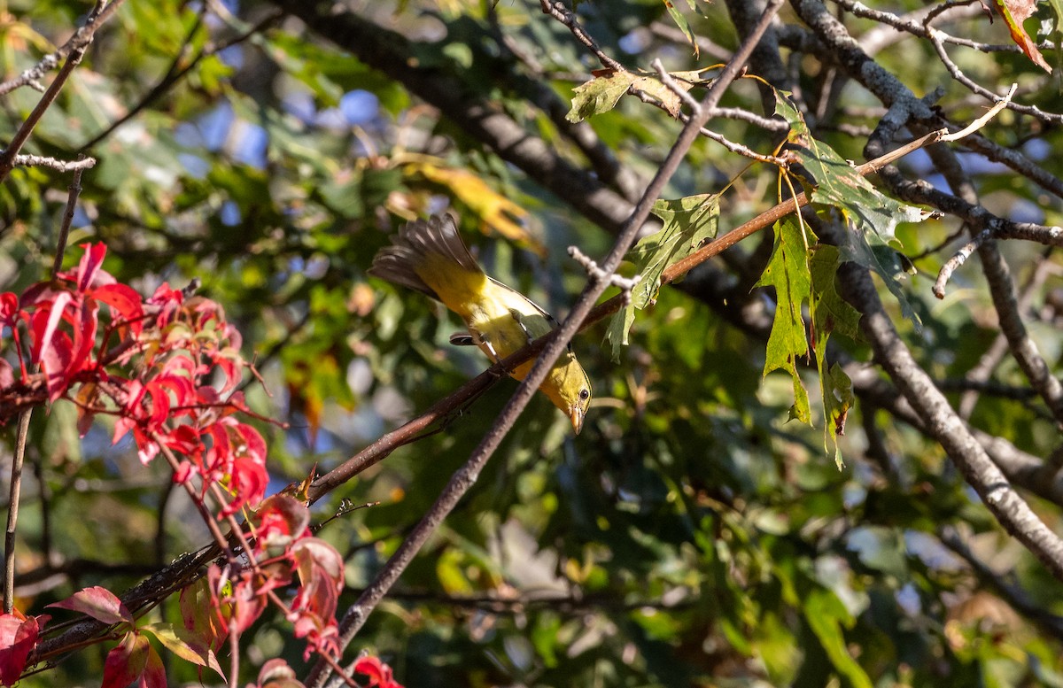 Scarlet Tanager - ML646091106