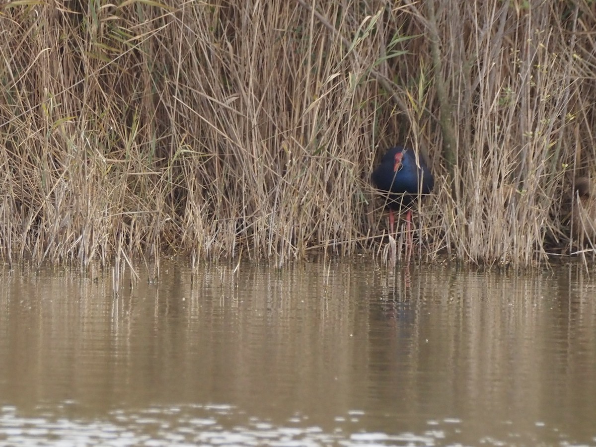 Western Swamphen - ML646091113