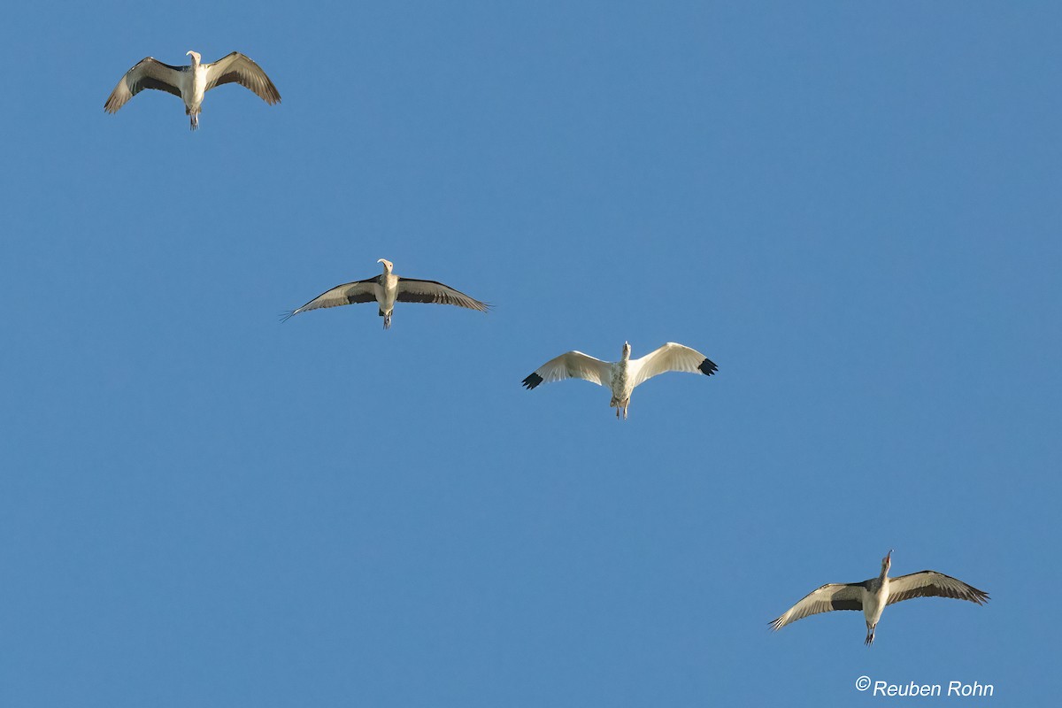 White Ibis - ML646091127