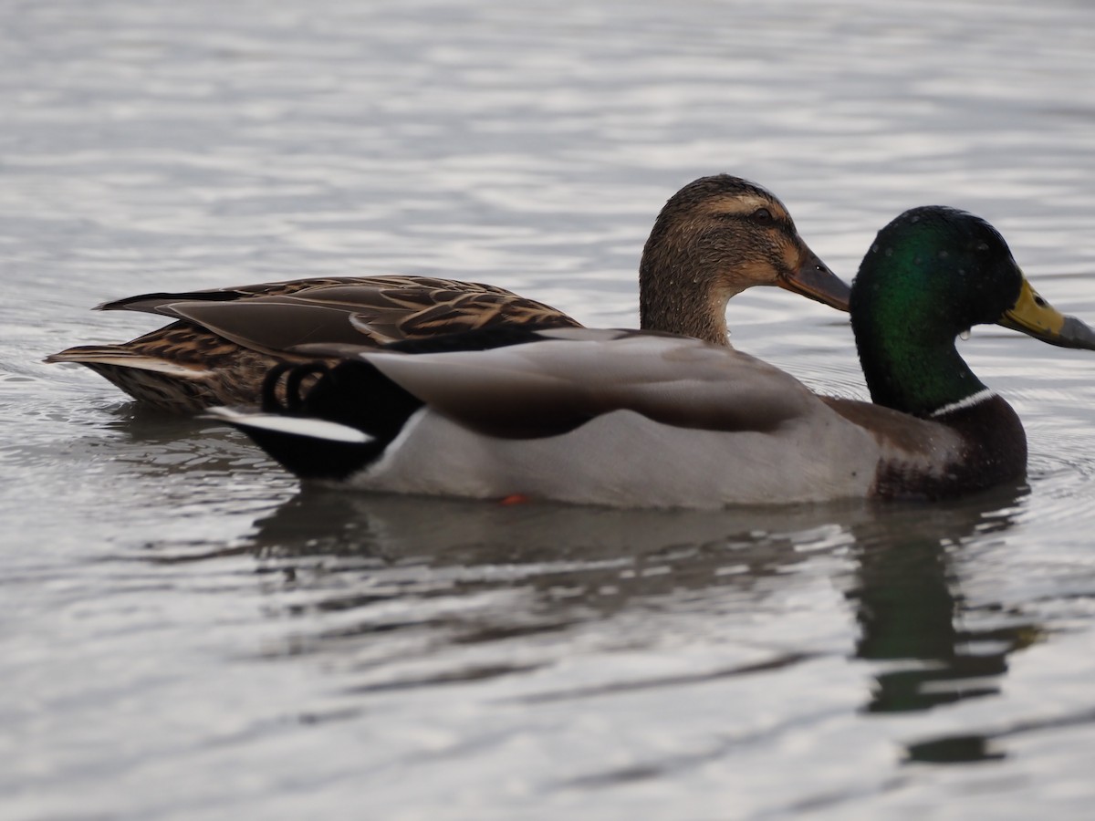 Mallard - ML646091128