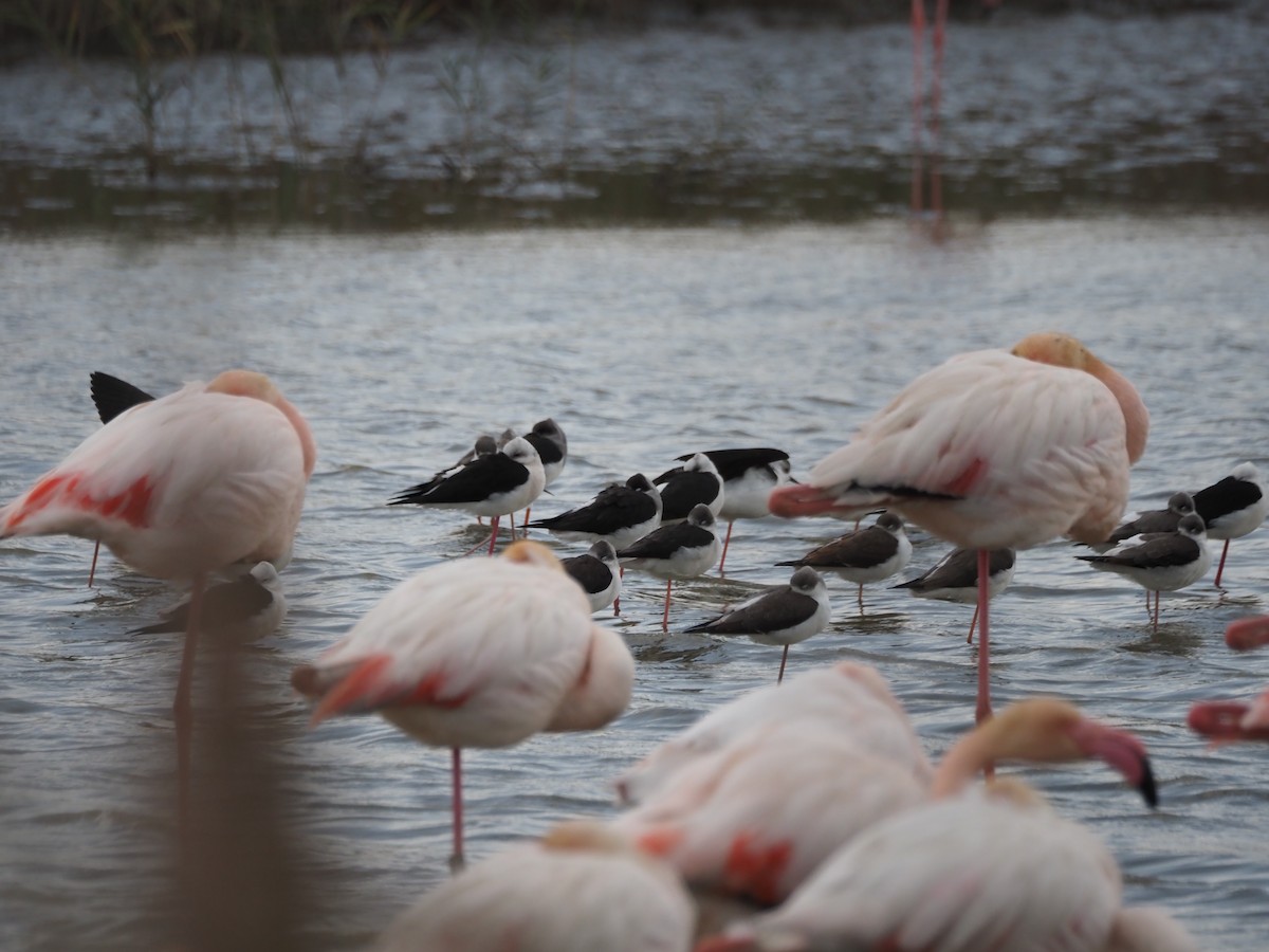 Black-winged Stilt - ML646091140