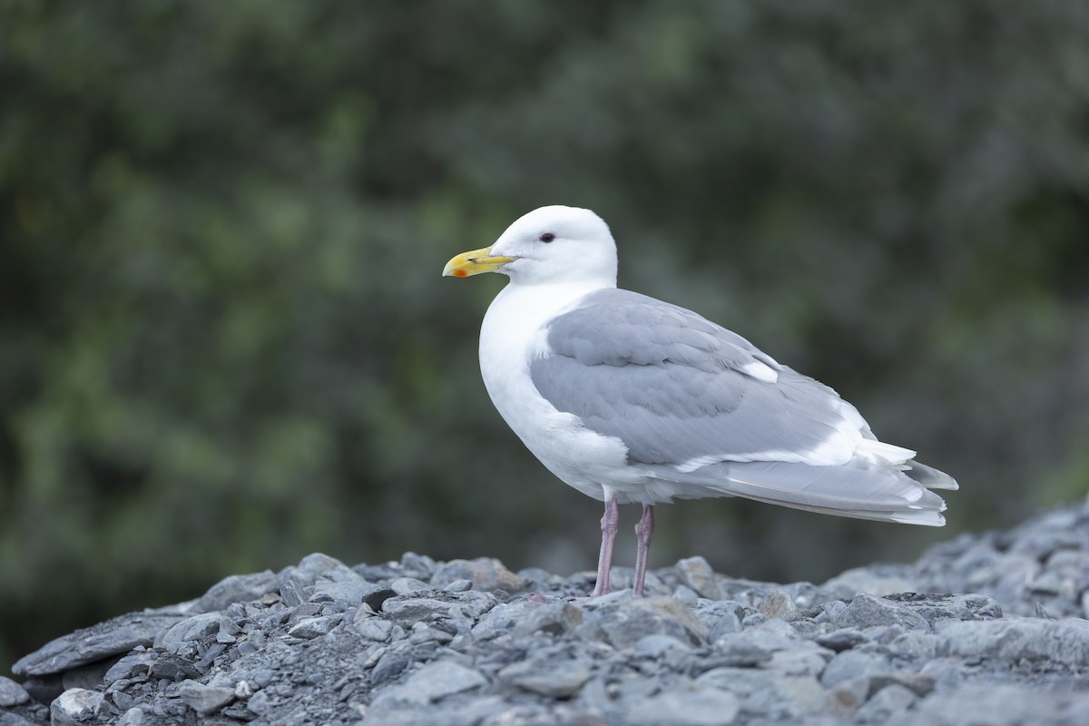 Glaucous-winged Gull - ML646091142