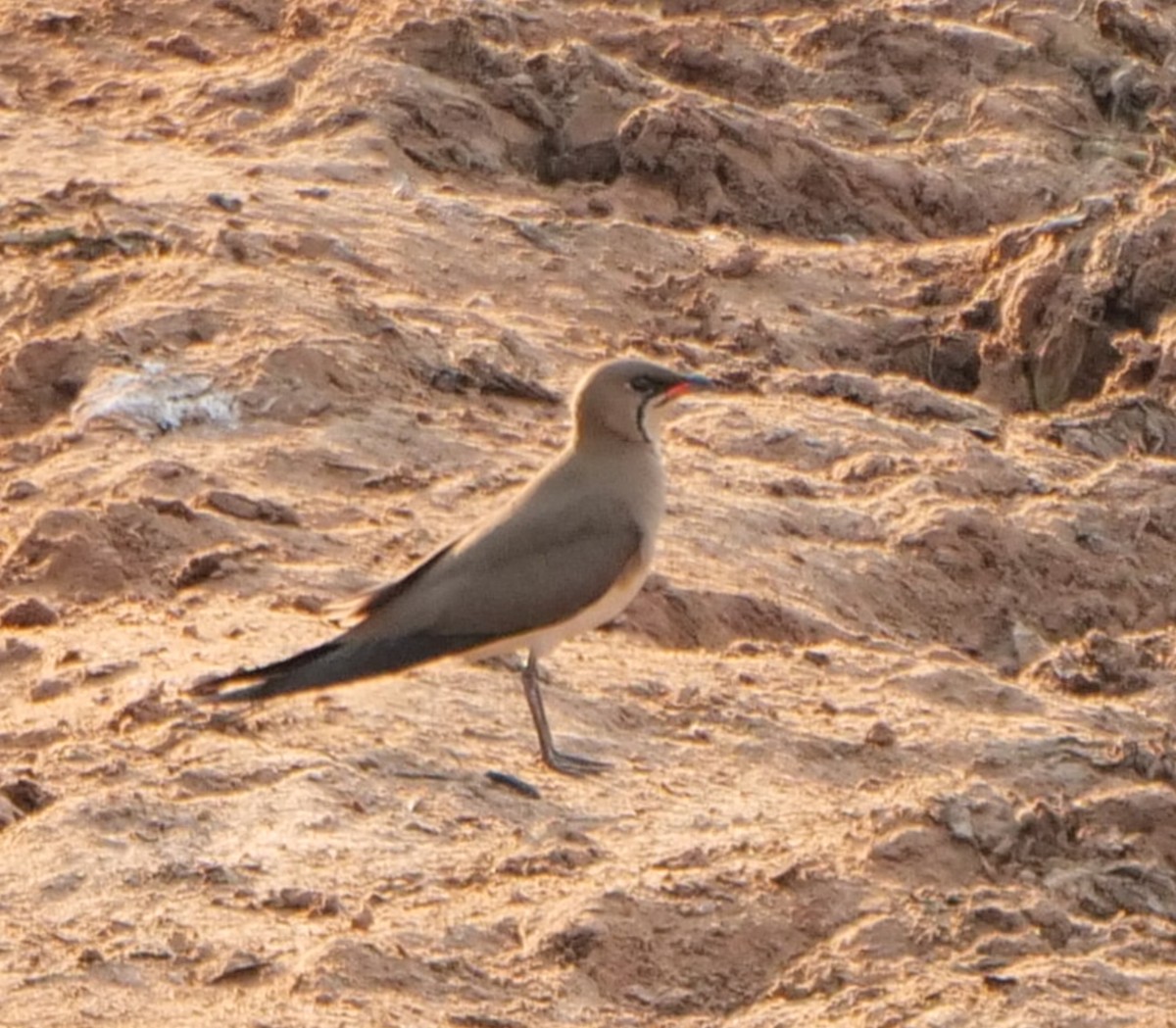 Луговая тиркушка - ML646091151