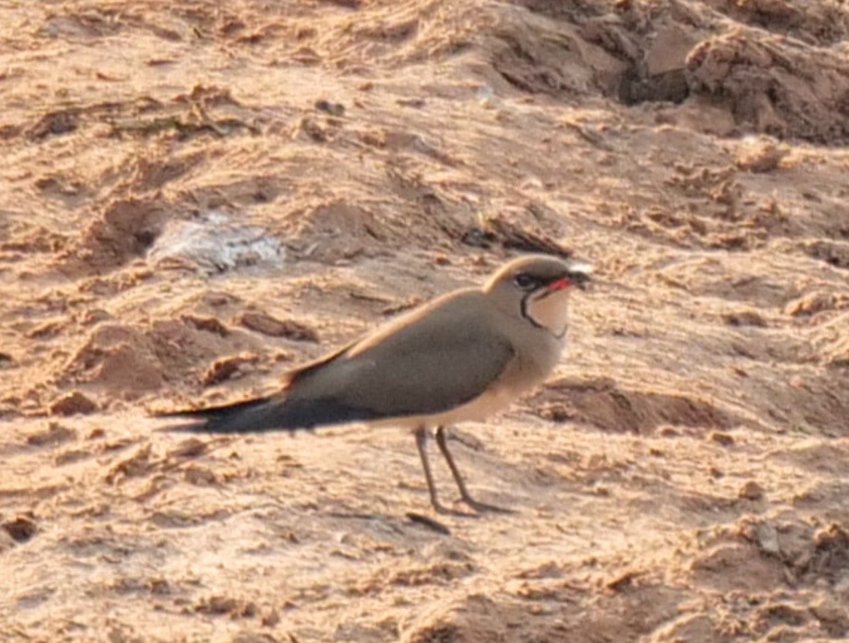 Луговая тиркушка - ML646091153