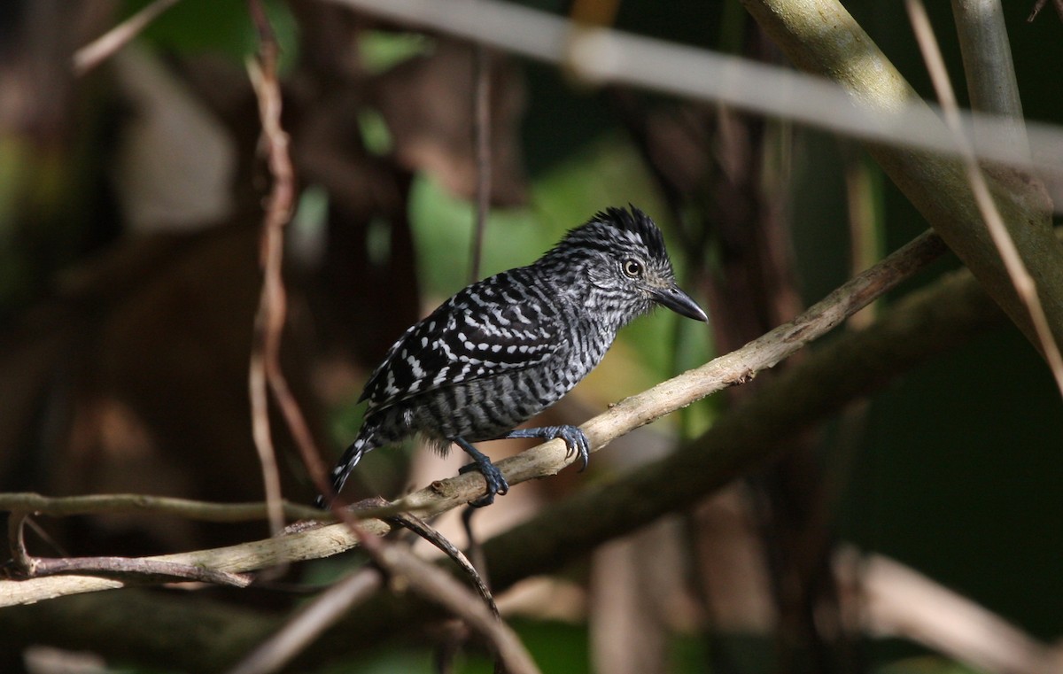 Batará Barrado - ML646091156