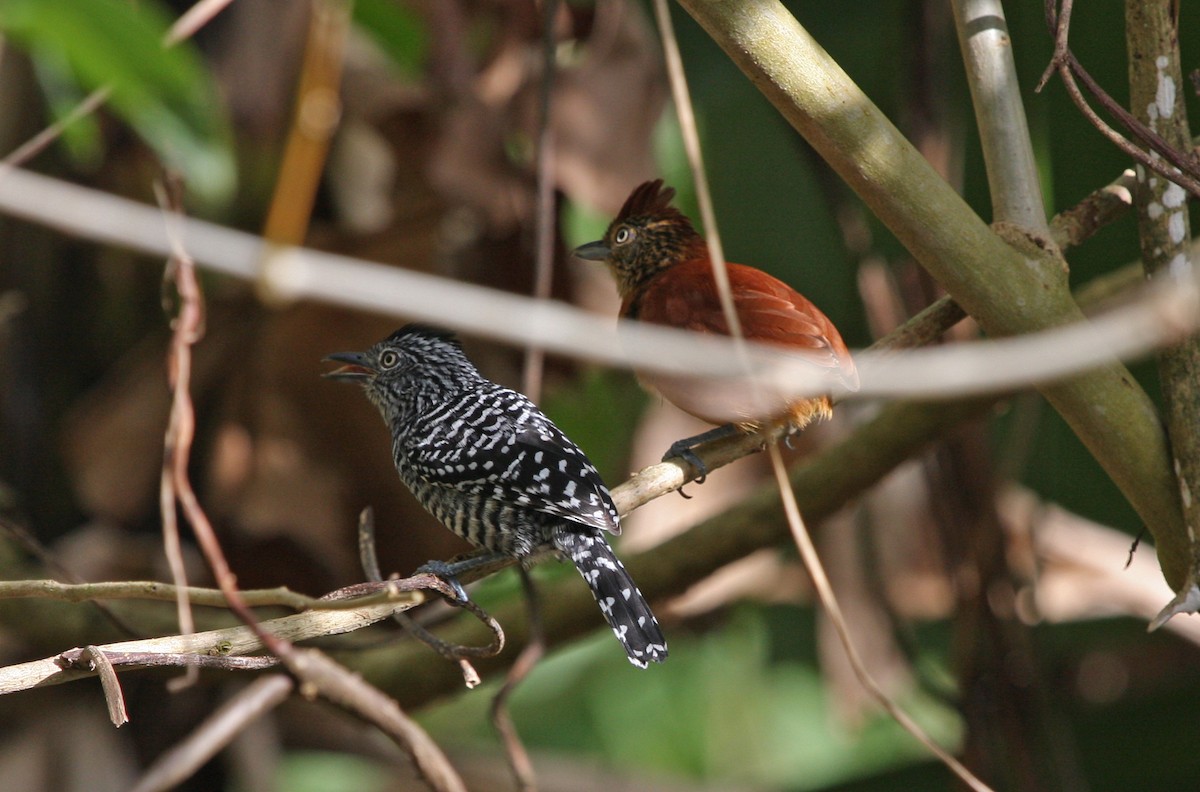 Batará Barrado - ML646091157