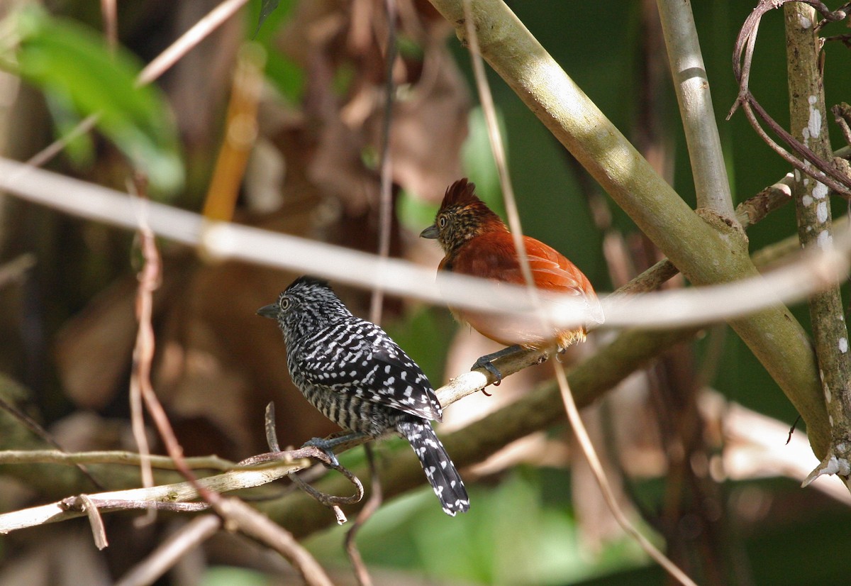 Batará Barrado - ML646091158