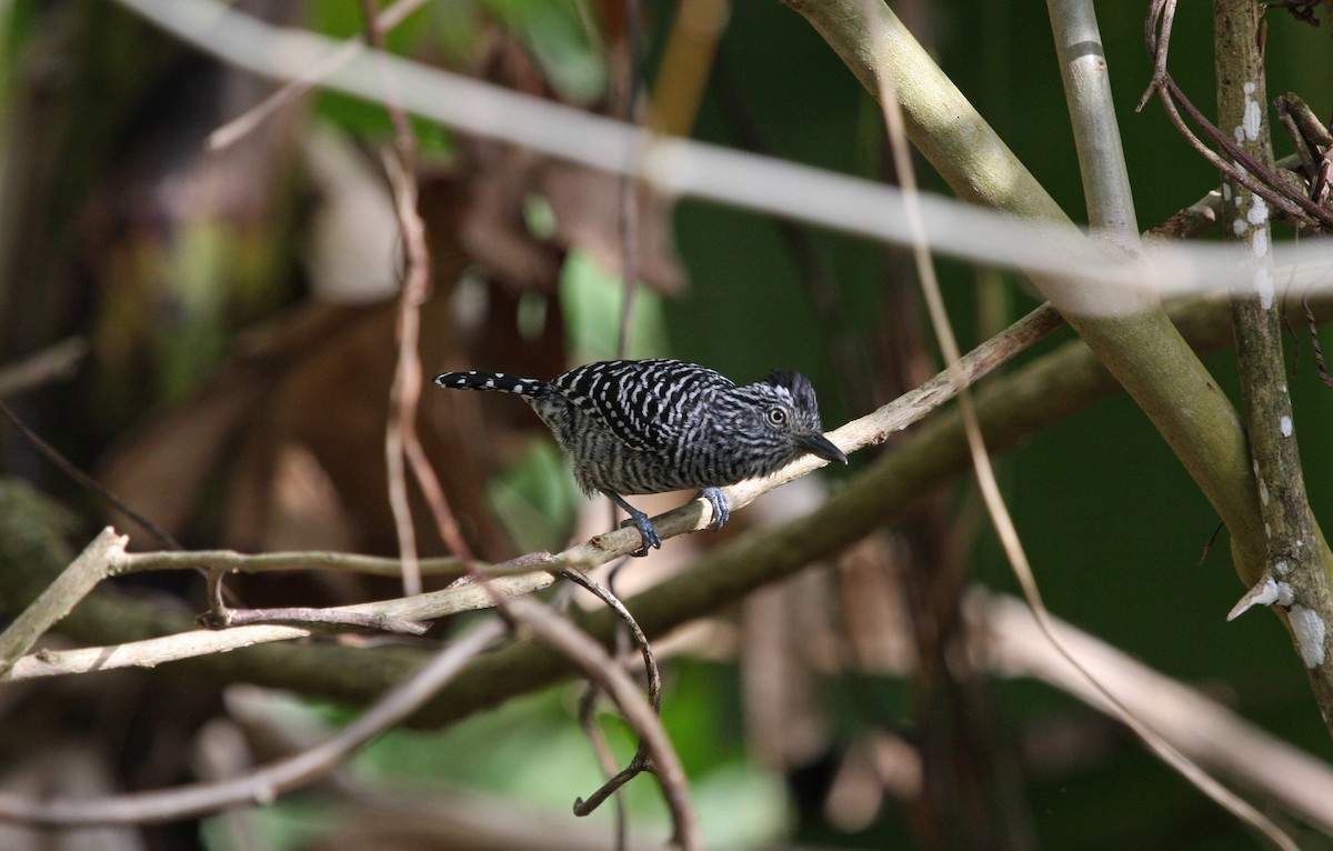 Batará Barrado - ML646091159