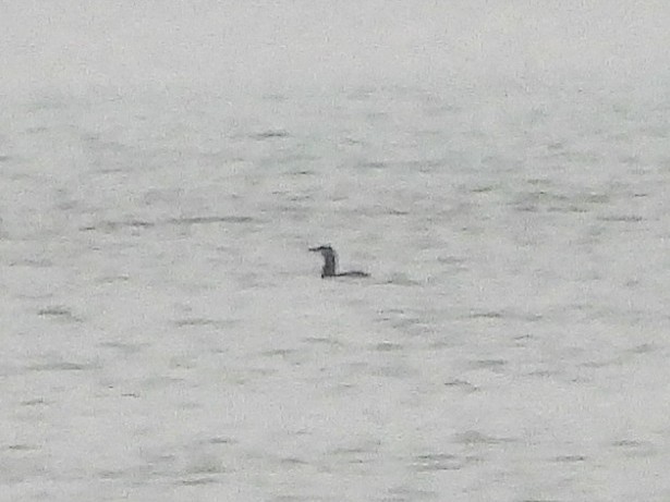 Red-throated Loon - ML646091160