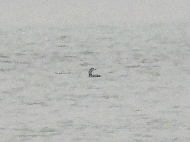Red-throated Loon - ML646091161