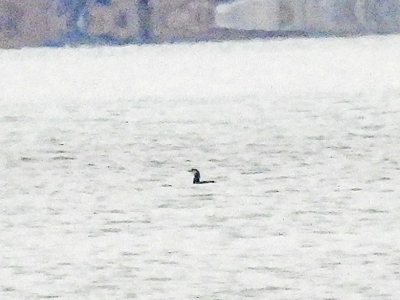 Red-throated Loon - ML646091162