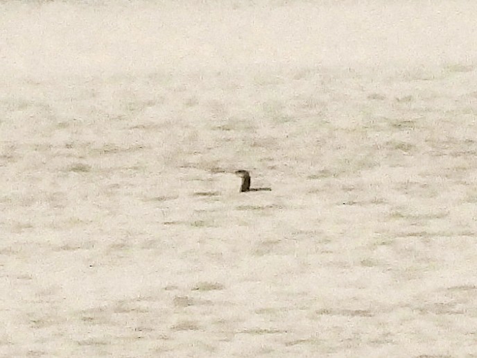 Red-throated Loon - ML646091163