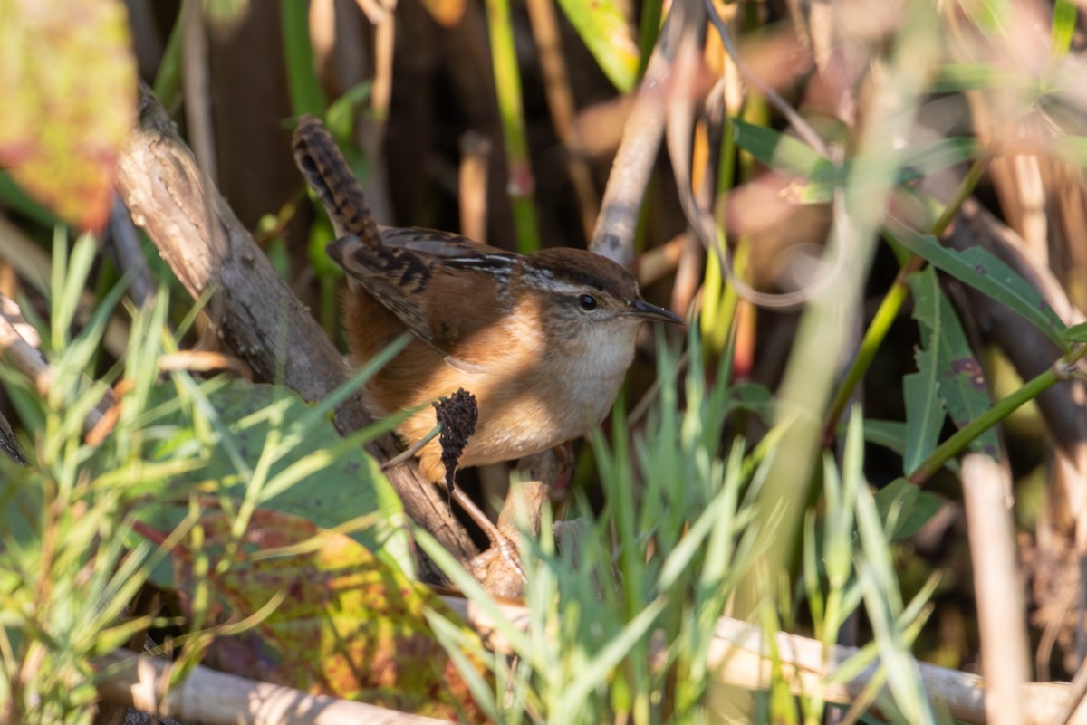 Marsh Wren - ML646091164