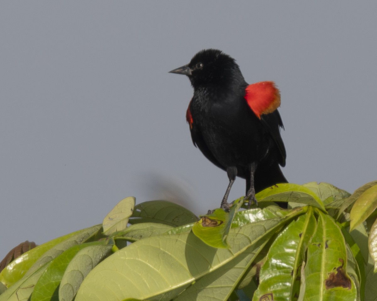 Red-winged Blackbird - ML646091166
