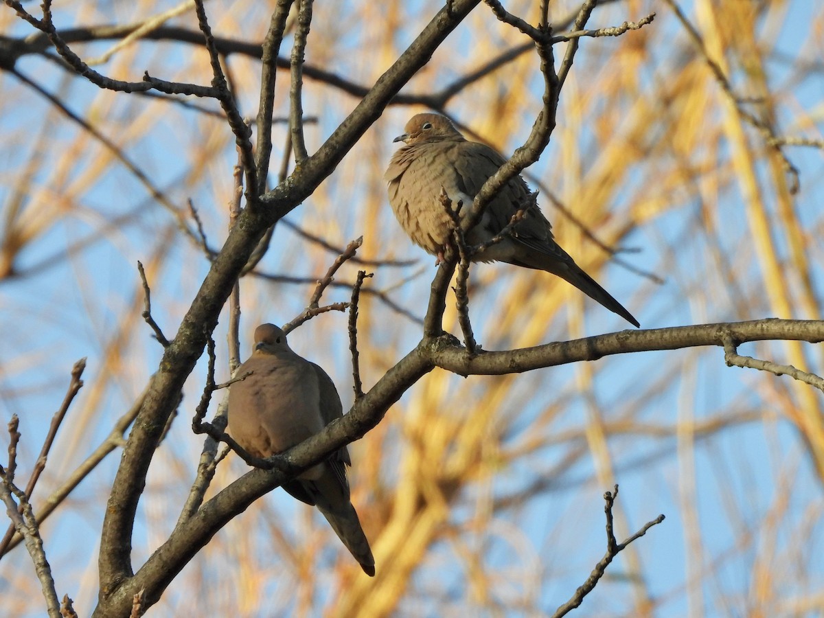 Mourning Dove - ML646091167
