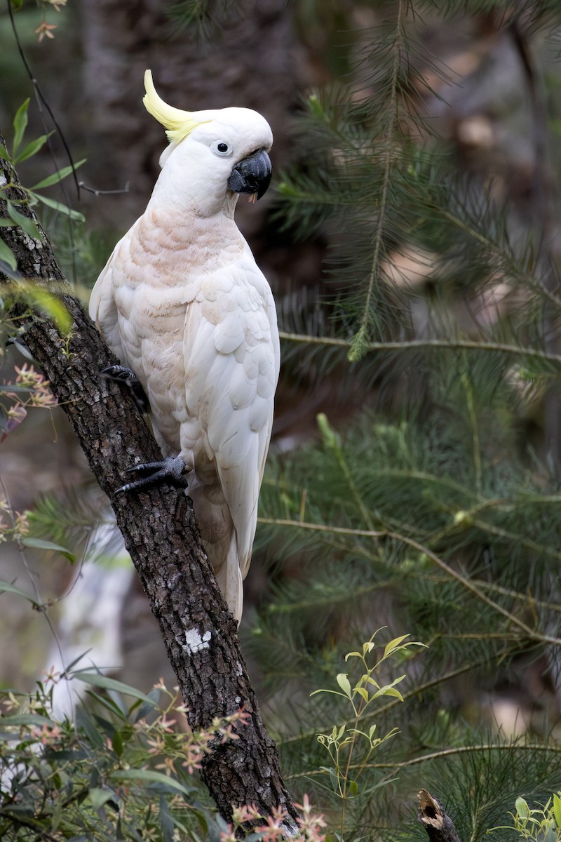 kakadu žlutočečelatý - ML646091169