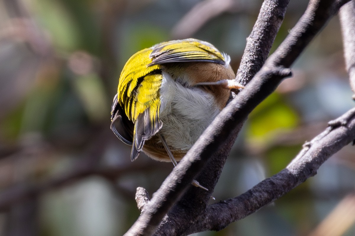 Silvereye - ML646091170