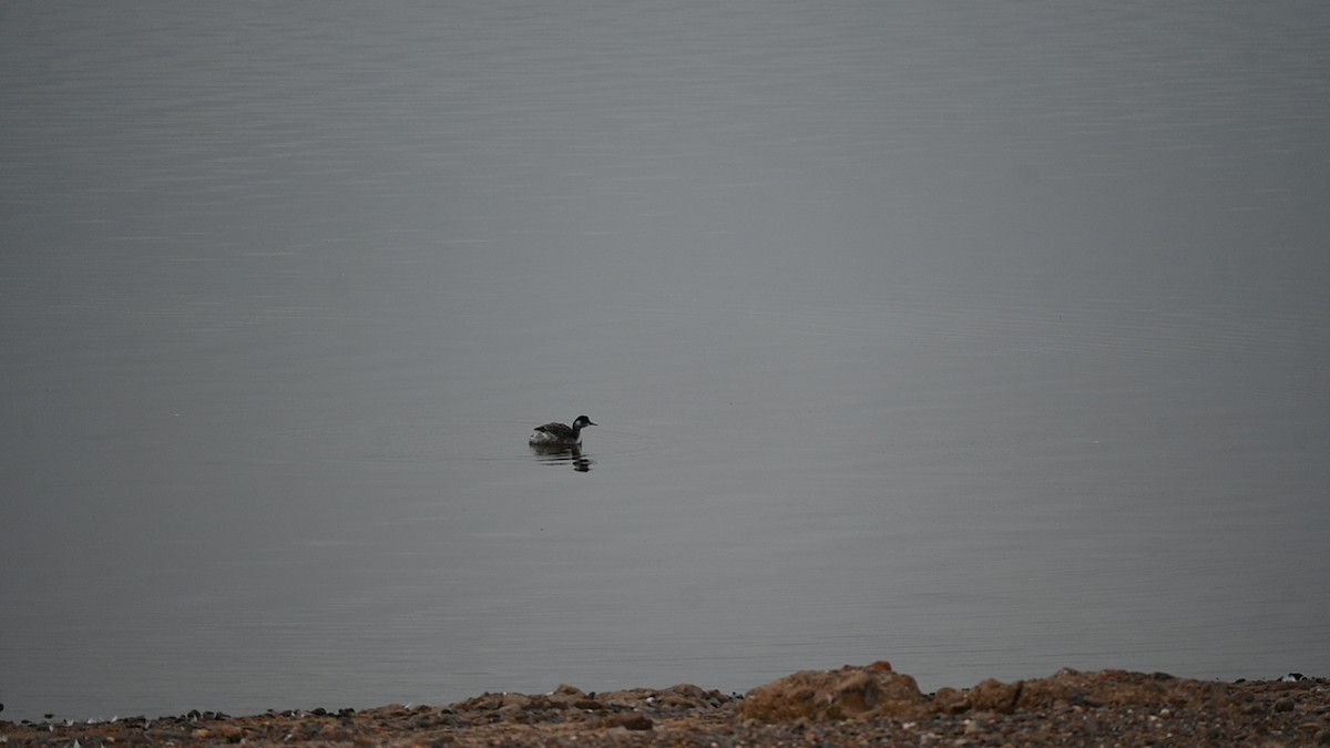 Grèbe à cou noir - ML646091177