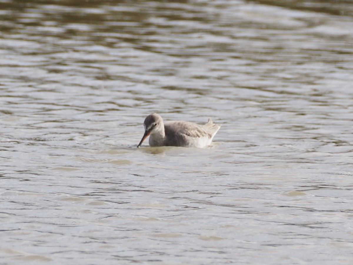 Spotted Redshank - ML646091181