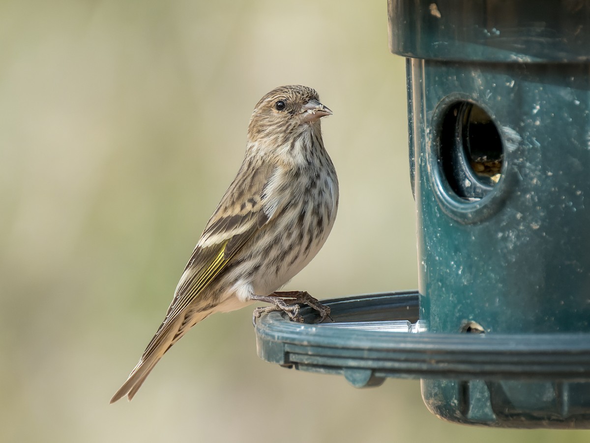 stripesisik - ML646091182