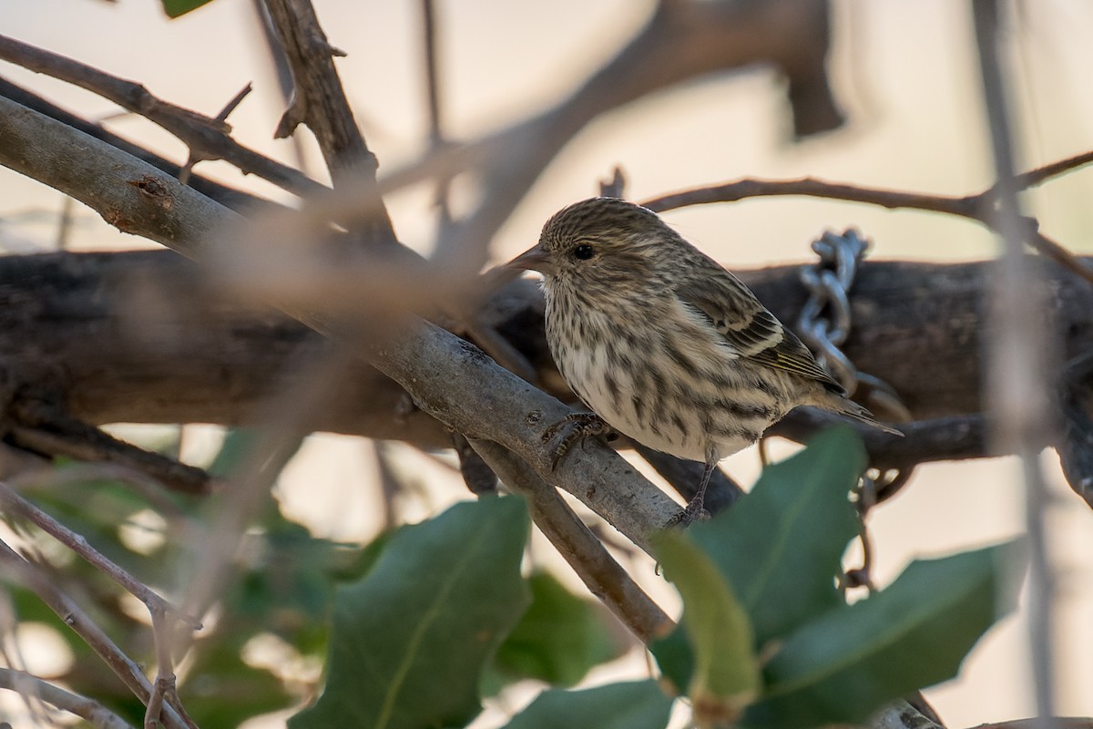 stripesisik - ML646091183