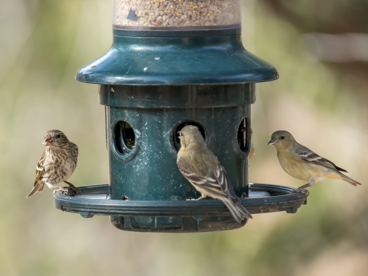 stripesisik - ML646091184