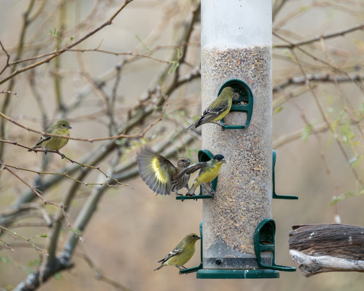 stripesisik - ML646091185