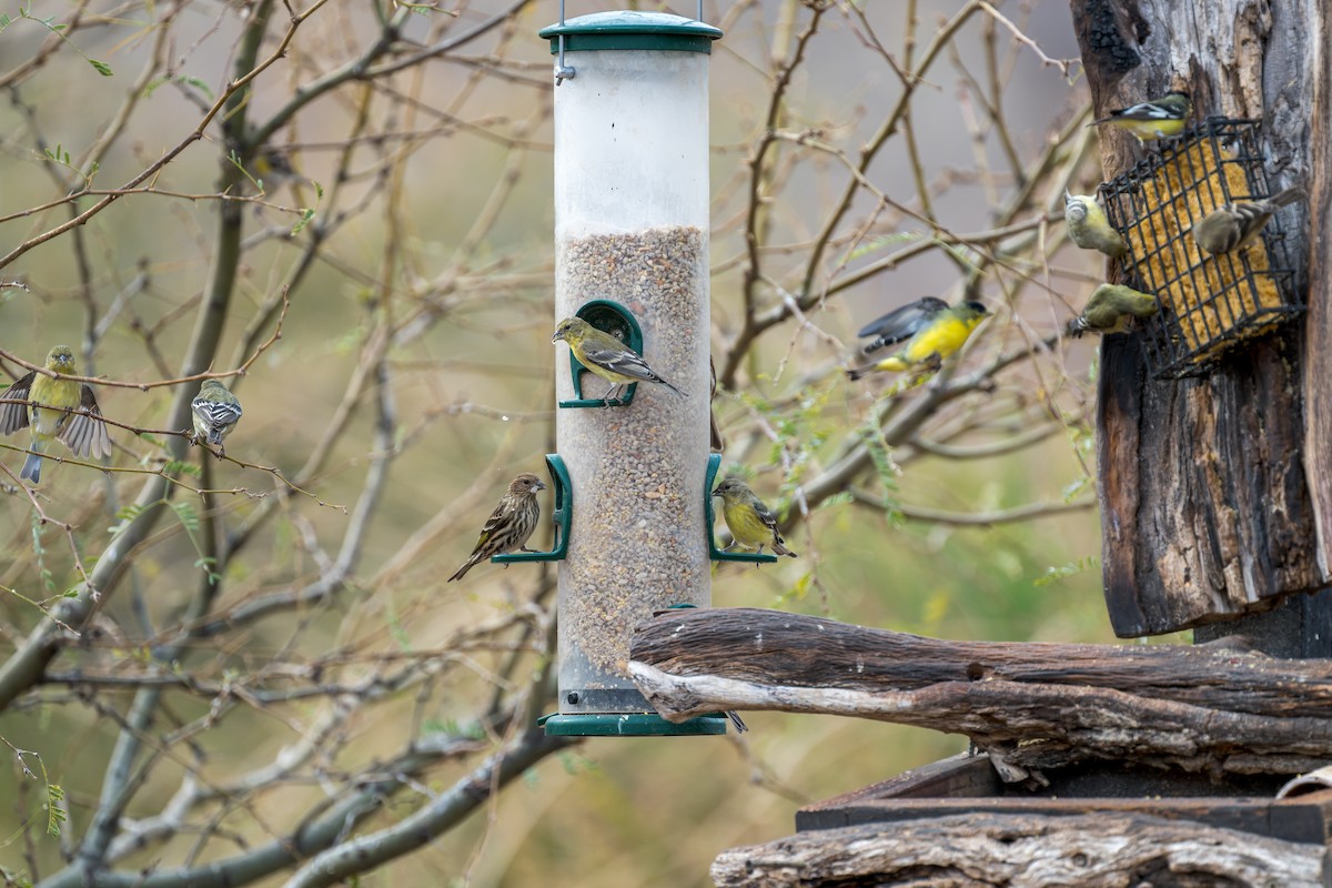 stripesisik - ML646091186