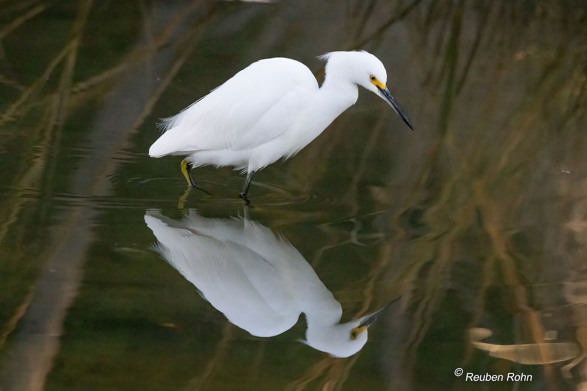Snowy Egret - ML646091187