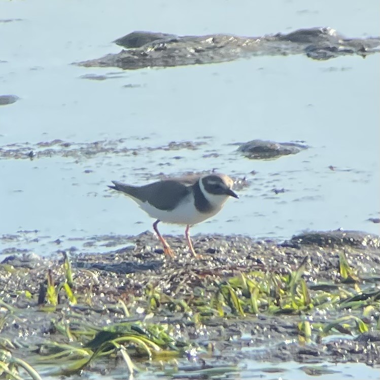 Хүзүүвчит хиазат - ML646091189