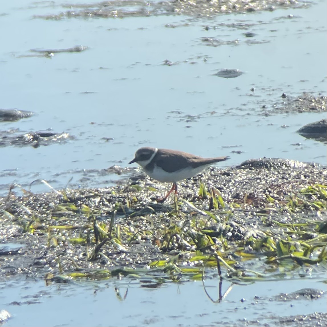 Хүзүүвчит хиазат - ML646091190