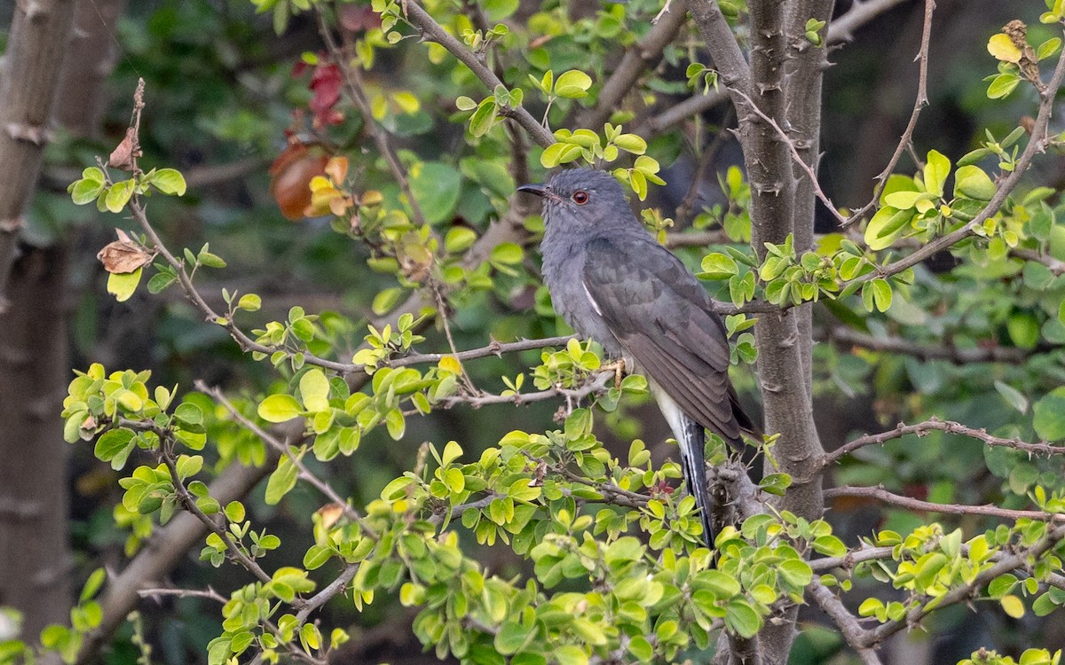 kukačka šedobřichá - ML646091194