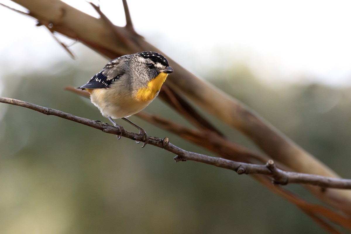 Spotted Pardalote - ML646091195