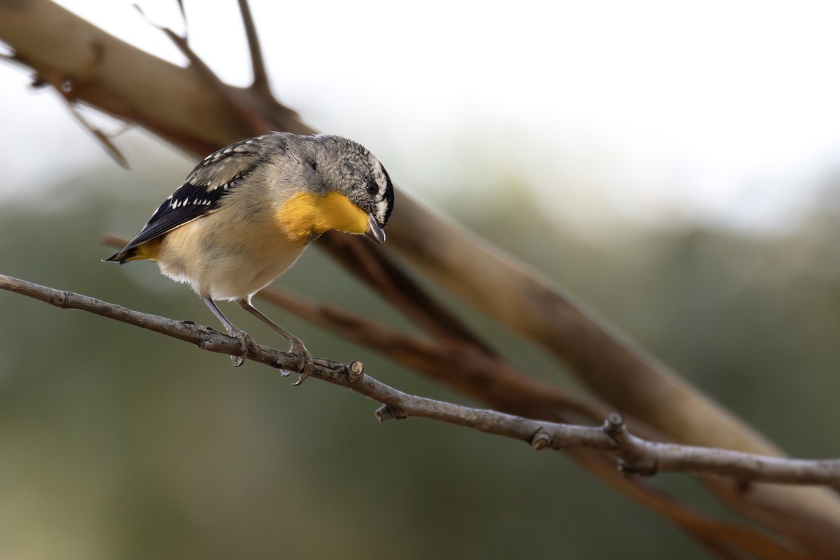 Spotted Pardalote - ML646091196