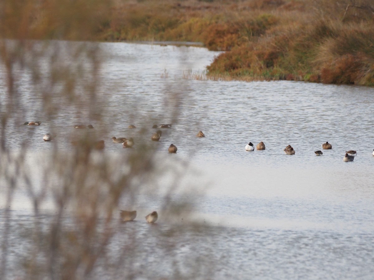 Northern Shoveler - ML646091214