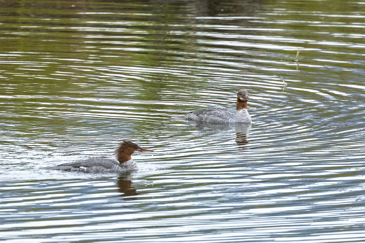 Common Merganser - ML646091218